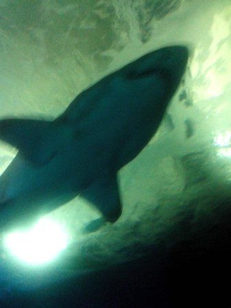 Acuario de Almunecar